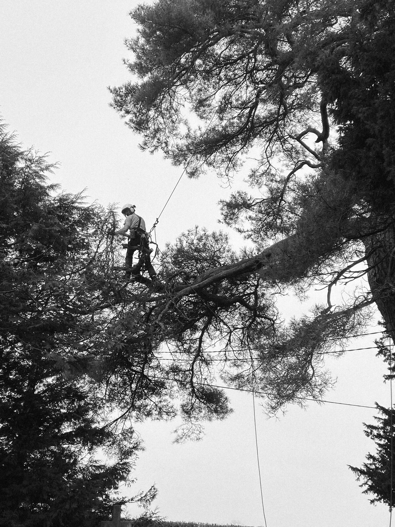 Me up a Scots Pine. Me up a Scots Pine.